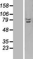 TRAF3IP2 / ACT1 Protein (Over-Expression Lysate Myc-DDK (Flag))