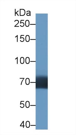 DATF1 / DIDO1 Antibody (aa258-455, PE)
