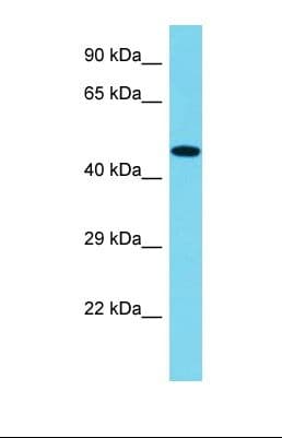 FERMT1 / Kindlin Antibody (C-Terminus)
