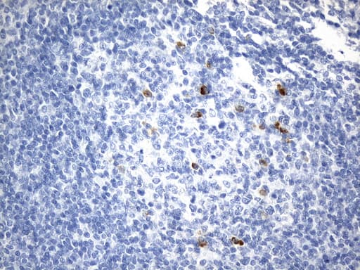 CD275 / B7-H2 / ICOS Ligand Antibody (clone UMAB254, Carrier-free)