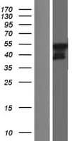 USP27X Protein (Over-Expression Lysate Myc-DDK (Flag))
