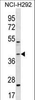 IHC-plus™ Polyclonal Rabbit anti-Human GIPC2 Antibody (aa252-279, IHC, WB)