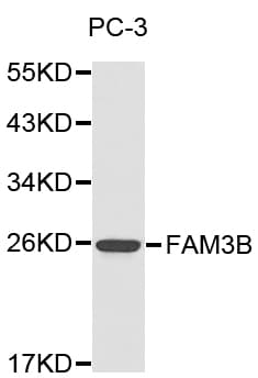 FAM3B Antibody