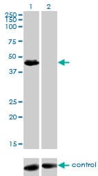 Monoclonal Mouse anti-Human ARA55 / HIC-5 Antibody (clone 4B2-D8, WB)
