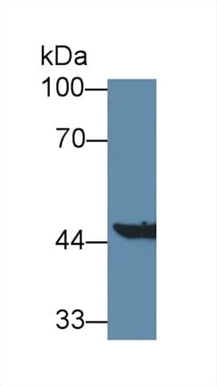 KATII / AADAT Antibody