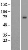 SLCO1A2 / OATP Protein (Over-Expression Lysate Myc-DDK (Flag))