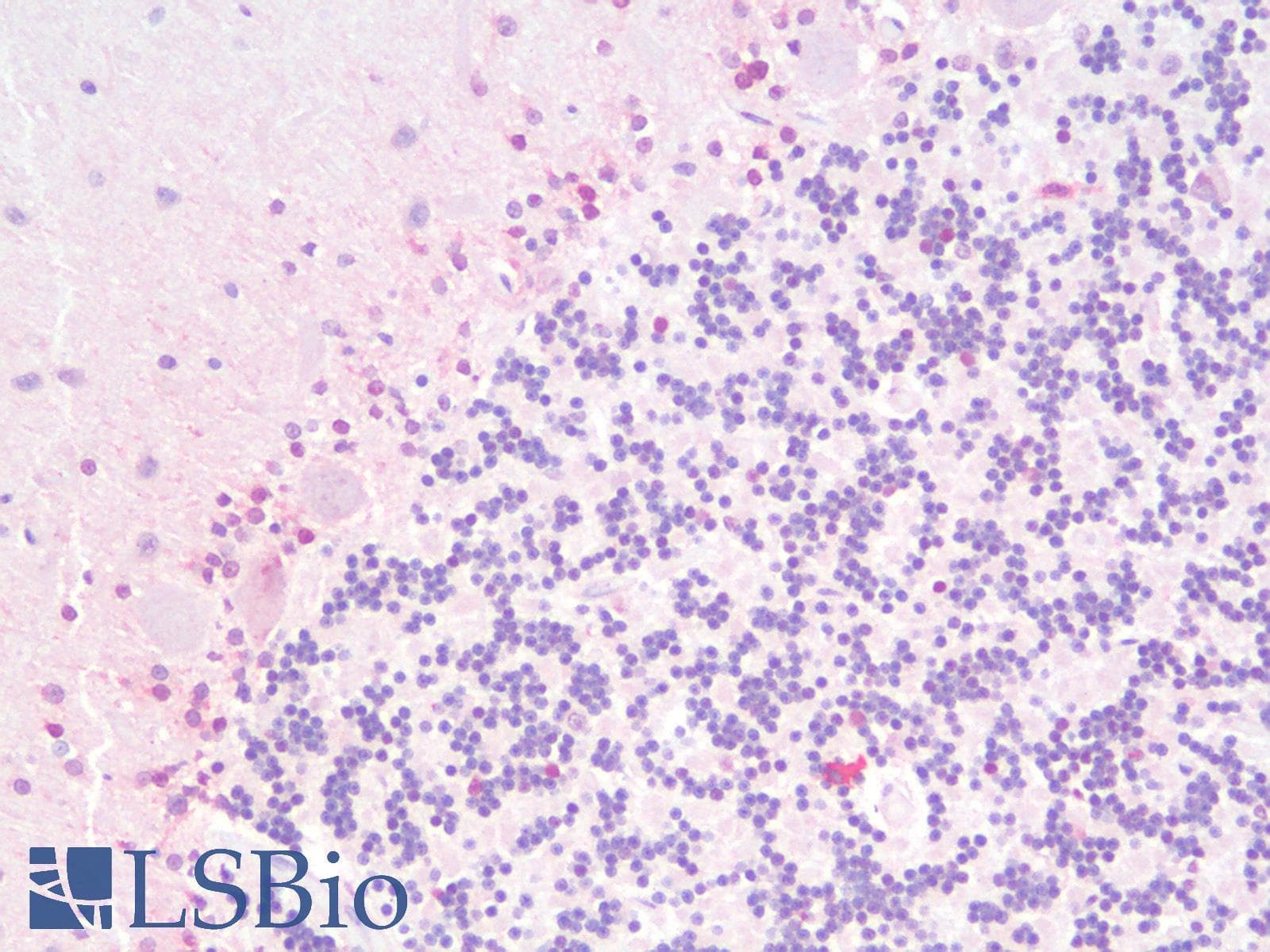 IHC-plus™ SOX2 Antibody