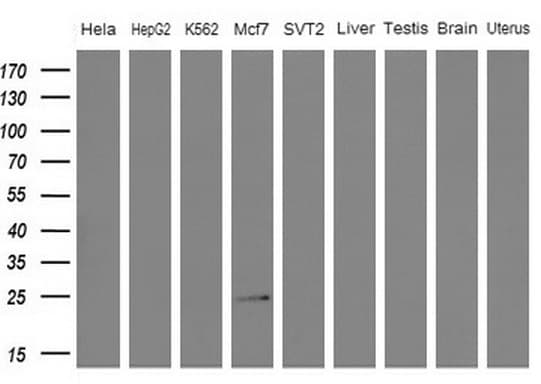 WIBG Antibody (clone OTI2C7)