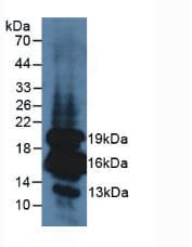 Insulin Antibody (Cy3)