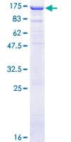 Human GRG4 / TLE4 Protein (Recombinant GST)