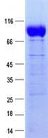 Human PLA2R / PLA2R1 Protein (Recombinant DDK,C-terminus)