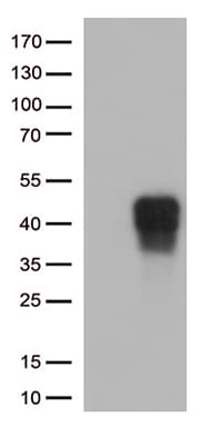 Monoclonal Mouse anti-Human TNFRSF9 / 4-1BB / CD137 Antibody (clone OTI4G1, Carrier-free, WB)