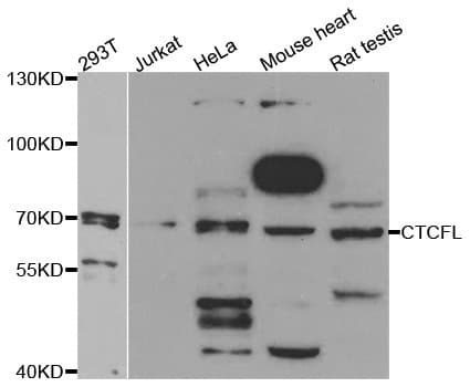 CTCFL / BORIS Antibody
