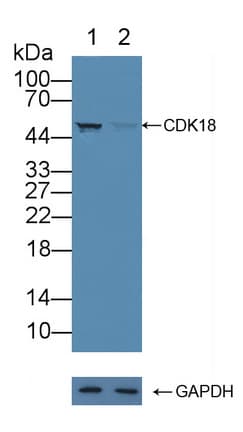 Polyclonal Rabbit anti-Human PCTK3 / CDK18 Antibody (WB)