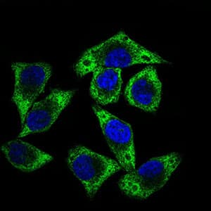 GUCY1A1 / GUCY1A3 Antibody (aa22-214, clone 3G6B2)