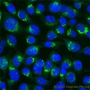 Polyclonal Rabbit anti-Human US01 / p115 Antibody (Internal, IF, WB)