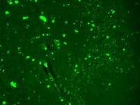 SCN9A / Nav1.7 Antibody (aa1751-1946, clone S68-6, Biotin)
