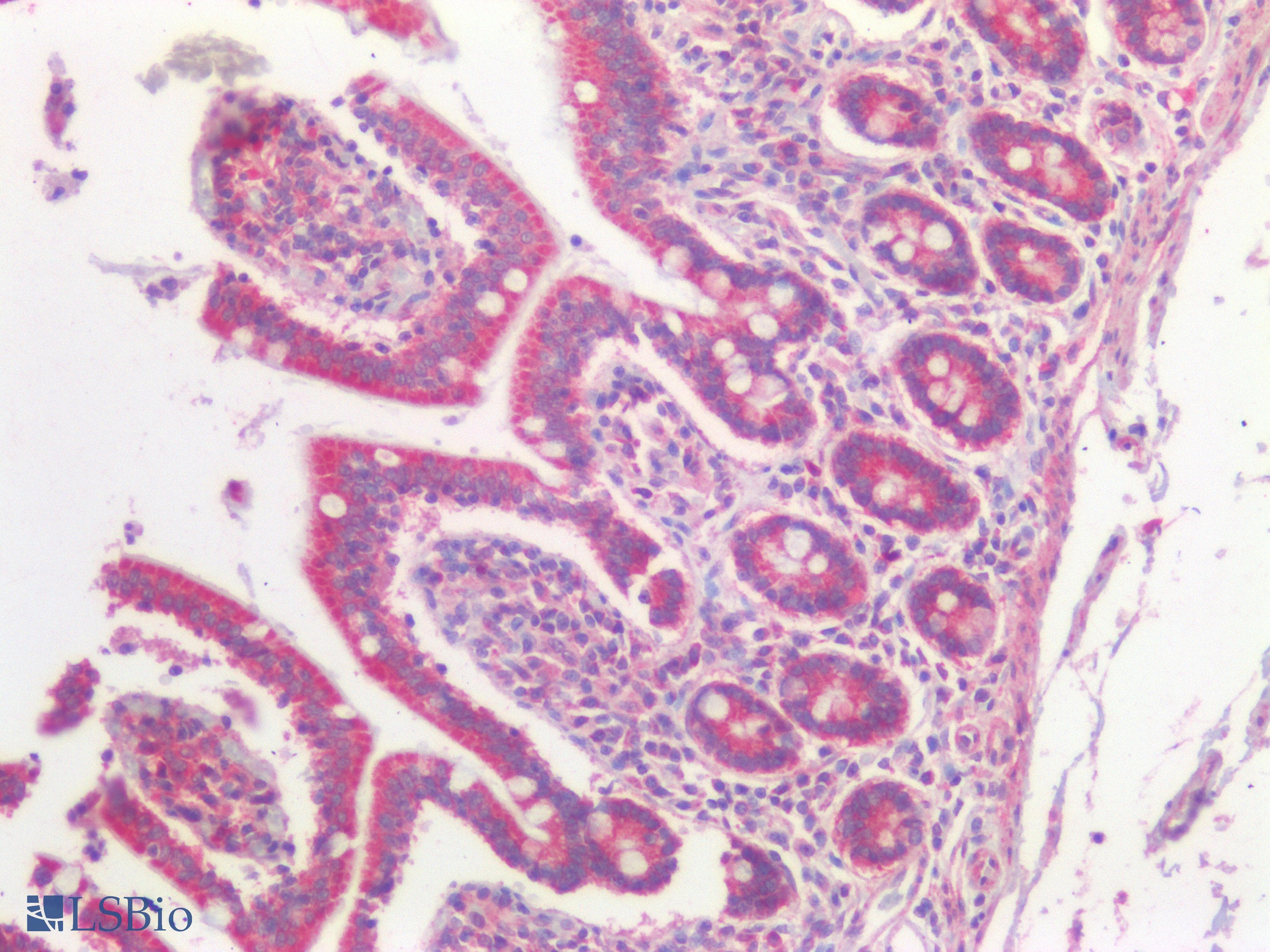 PathPlus™ Osteocalcin Antibody