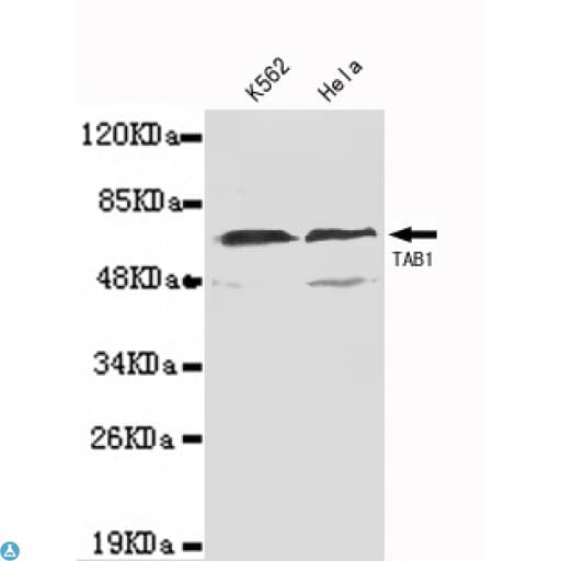 Monoclonal Mouse anti-Human TAB1 Antibody (WB)