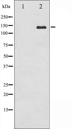 ABL1 / c-ABL Antibody
