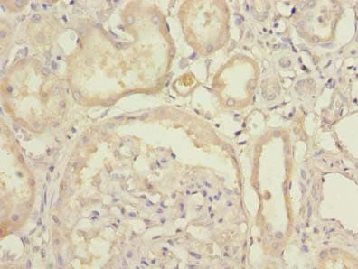 C4orf20 / UFSP2 Antibody