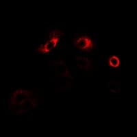 MPP2 Antibody