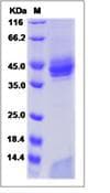 Monkey-Rhesus CD1A + B2M Heterodimer Protein (Recombinant His,C-terminus)