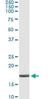 APOC4 / Apolipoprotein CIV Antibody (clone 3D10)