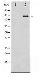 ABL1 / c-ABL Antibody