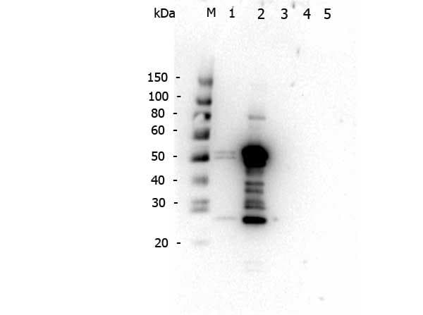Rabbit Anti-Mouse IgG2a Secondary Antibody