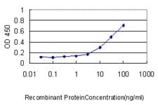 SESN2 / HI95 Antibody (clone 3B8)