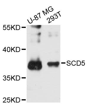 SCD5 / SCD4 Antibody