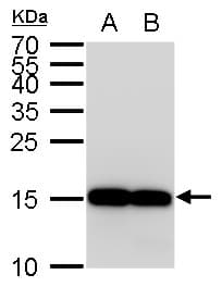 PathPlus™ AIF1 / IBA1 Antibody (aa85-147)