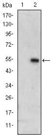 MAPK6 / ERK3 Antibody (clone 400000000)