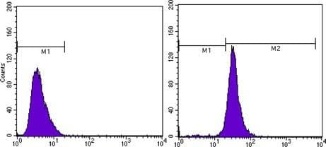 ACTB / Beta Actin Antibody (N-Terminus, clone 8H10D10)