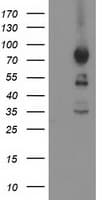 ASCC2 Antibody (clone OTI1E8)