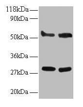 IHC-plus™ ERP29 Antibody