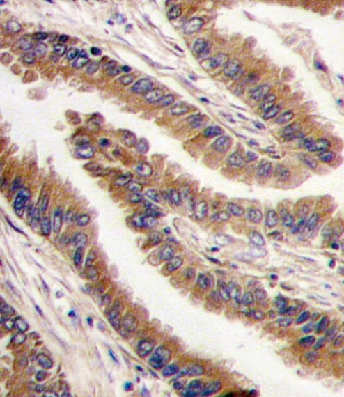 PRKX Antibody (aa312-343)