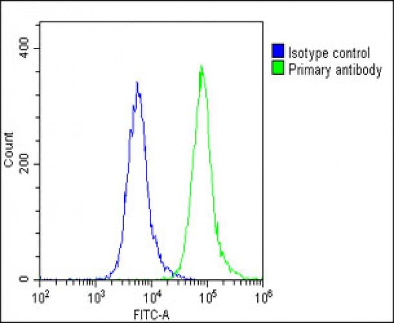 SCN1A / Nav1.1 Antibody (Internal)