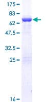 Human AAR2 Protein (Recombinant GST)
