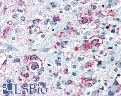 PathPlus™ GPRC6A Antibody (N-Terminus)