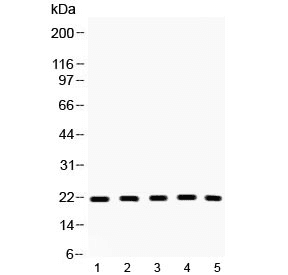 BAX Antibody