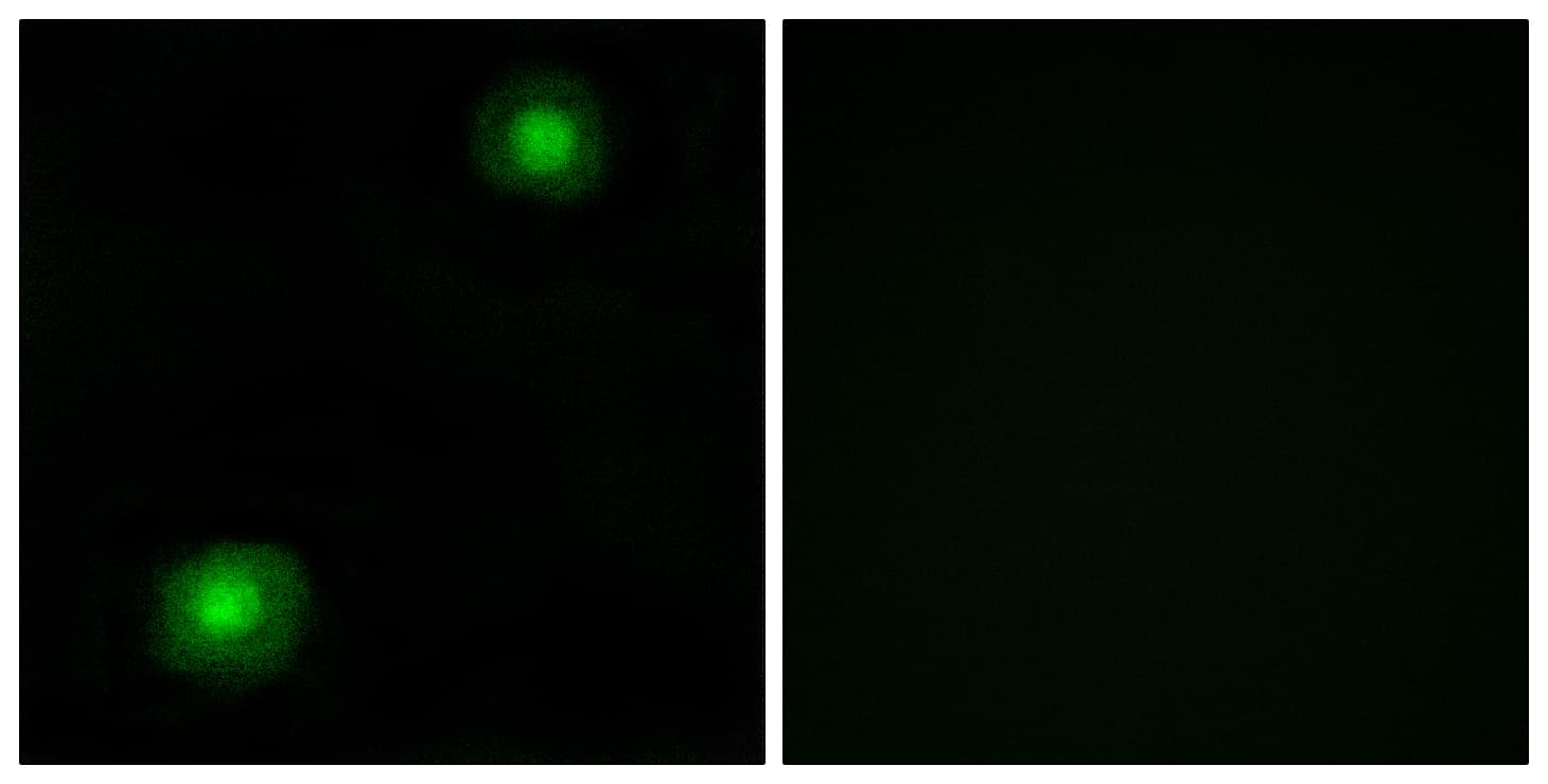 ZNF187 Antibody (aa51-100)