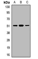 RHOT1 Antibody