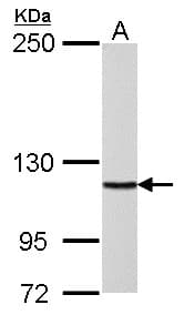 POLD1 Antibody (aa685-1071)