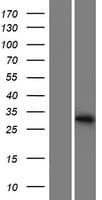 METTL1 Protein (Over-Expression Lysate Myc-DDK (Flag))