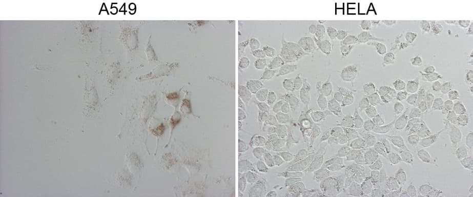 NAPSA / NAPA / Napsin A Antibody (aa64-244, clone OTI9F1)