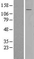 SEL1L3 Protein (Over-Expression Lysate Myc-DDK (Flag))
