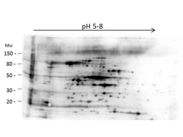 Polyclonal Rabbit anti-E. coli E. coli HMW Proteins Antibody (WB)