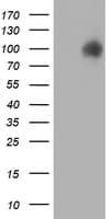 PDIA4 / ERP72 Antibody (clone OTI2B9)